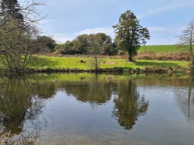 A pond with ducks swimming and trees on a grassy bank at Puffin Cottage in Llanboidy