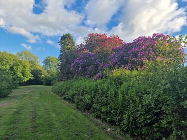 A grassy path bordered by green bushes and flowering shrubs under a blue sky with clouds at Puffin Cottage in Llanboidy