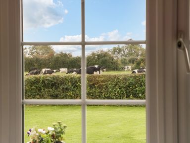A view of cows grazing in a field seen through a window with a flowerpot on the windowsill at Pear Tree Cottage in Mark near Burnham-on-Sea