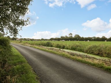 A country road next to a field with cows and a narrow water channel at Pear Tree Cottage in Mark near Burnham-on-Sea