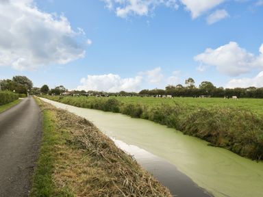 A country road next to a grassy field with cows and a water channel with green algae at Pear Tree Cottage in Mark near Burnham-on-Sea