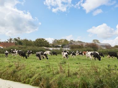 A field with cows grazing and farm buildings in the background at Pear Tree Cottage in Mark near Burnham-on-Sea