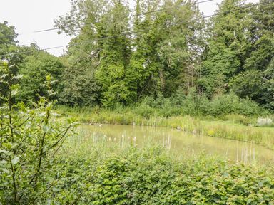 A pond surrounded by dense greenery and trees at Apple Tree Cottage in Shillingstone near Sturminster Newton