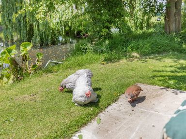 Two chickens and a brown bird on grass near a pond with trees and plants at Willow Cottage in Ulrome near Skipsea