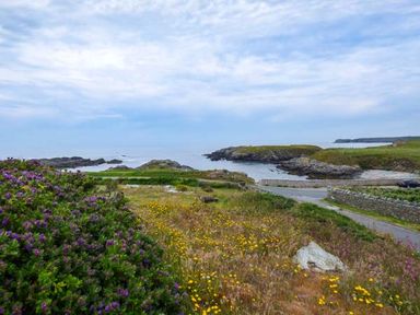A coastal landscape with rocky shores wildflowers and a small road at Ty'r Enfys Bach - Upper in Trearddur Bay