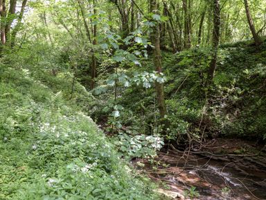 A forest scene with trees plants and a small stream at Lands Brow Lodge in Wigton