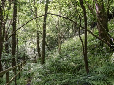 A forest path with a wooden railing surrounded by trees and ferns at Lands Brow Lodge in Wigton