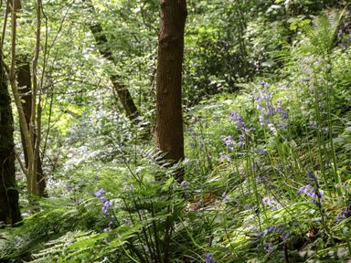 A woodland area with trees and green plants including purple and white flowers at Lands Brow Lodge in Wigton