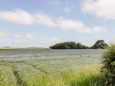 A field with blue flowering plants and trees in the background under a partly cloudy sky at Lavender Cottage in Market Weighton