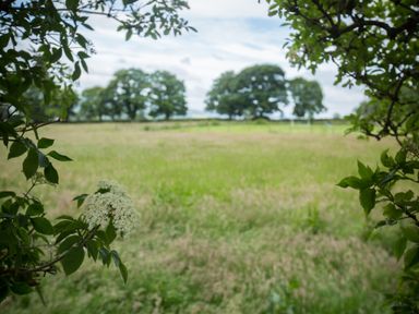 A field with grass and trees framed by branches and white flowers at West Wing Cottage in Hexham