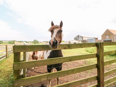 A horse standing behind a wooden fence with a barn and fields in the background at Heathcliff in Northallerton