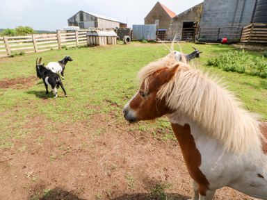 A small horse and three goats in a fenced grassy farmyard with barns and farm equipment at Heathcliff in Northallerton