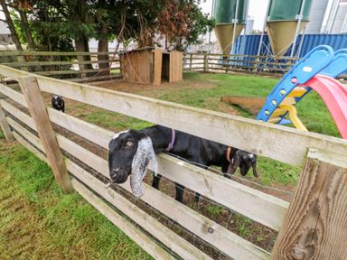 A fenced outdoor area with goats a wooden shelter and a colorful plastic slide at Heathcliff in Northallerton