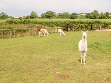 A grassy field with three llamas and a wooden fence in the background at Heathcliff in Northallerton