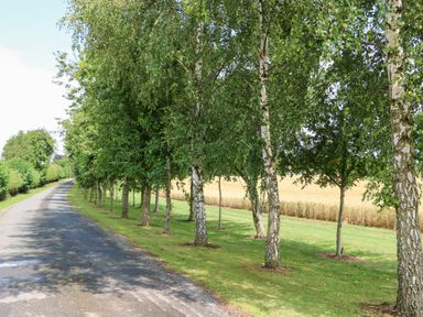 A row of trees along a paved road with grass and a field in the background at Heathcliff in Northallerton