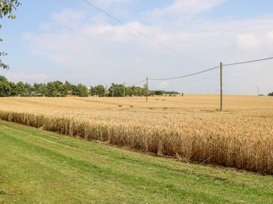 A wheat field with power lines and trees in the background at Heathcliff in Northallerton