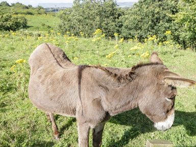 A donkey standing on grass with yellow flowers and trees in the background at Belladrihid Cottage in Ballysadare near Sligo County Sligo