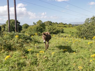 A donkey standing in a grassy field with yellow flowers and trees in the background at Belladrihid Cottage in Ballysadare near Sligo County Sligo