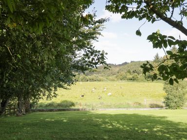 A grassy field with sheep and trees surrounding it at Belladrihid Cottage Ballysadare near Sligo County Sligo
