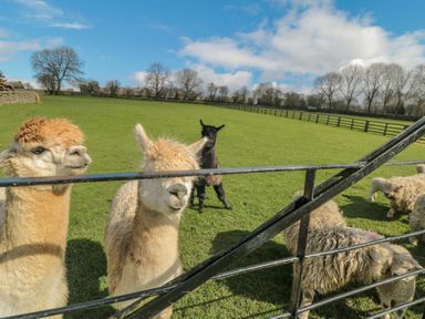 A green field with alpacas and sheep behind a metal gate at Ericas eaven in Farndale near Kirkbymoorside