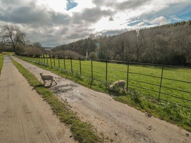 Two lambs near a metal fence on a dirt road with trees and grassy fields in the background at Ericas eaven in Farndale near Kirkbymoorside