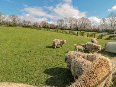A grassy field with sheep and lambs near a wooden fence under a blue sky with clouds at Ericas eaven in Farndale near Kirkbymoorside