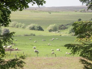 A field with sheep grazing and trees in the background at Pond Farm Woodlands in Ugthorpe
