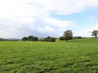 A green field with scattered sheep and trees under a partly cloudy sky at Ty Newydd in Llangadfan