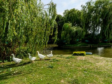 Four white ducks walking on grass near a pond with weeping willow trees at Grafton Mill in Grafton Flyford near Pershore