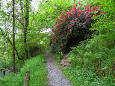 A gravel path surrounded by green trees and plants with red flowers on a bush at Kingfisher in Blaenwaun