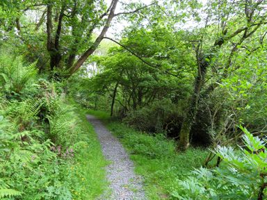 A gravel path surrounded by trees and green plants in a forest area at Kingfisher in Blaenwaun