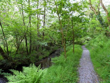 A gravel path next to a small stream in a forest area with green trees and plants at Kingfisher in Blaenwaun