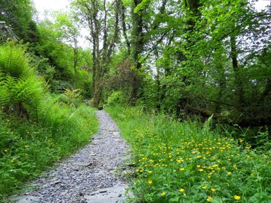 A gravel pathway through a forest with green trees and yellow flowers at Kingfisher in Blaenwaun