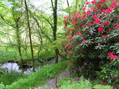 A garden path with red flowers on a bush beside a small stream and trees at Kingfisher in Blaenwaun