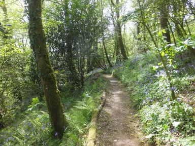 A forest path surrounded by trees and plants with blue flowers at Kingfisher in Blaenwaun