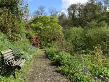 A garden pathway with a bench and green trees and plants at Kingfisher in Blaenwaun