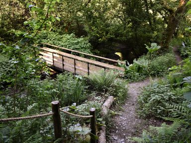 A wooden footbridge over a small stream surrounded by dense green vegetation and a dirt path at Kingfisher in Blaenwaun