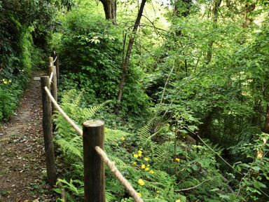 A forest path with wooden posts and rope railing and green plants at Kingfisher in Blaenwaun