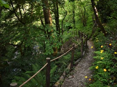 A forest pathway with rope fence and yellow flowers along the path at Kingfisher in Blaenwaun