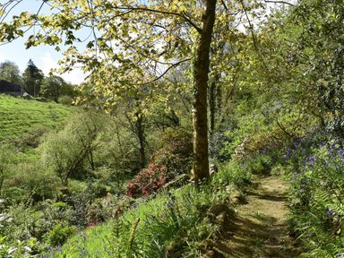 A garden pathway surrounded by trees and various flowering plants at Kingfisher in Blaenwaun