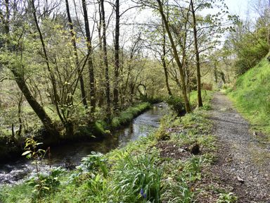 A forest path with a small stream running alongside it and trees lining both sides at Kingfisher Blaenwaun
