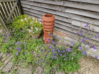 A garden area with purple and white flowers next to a wooden fence and a terracotta ventilation pipe at Old Cart Shed in Lyneham near Royal Wootton Bassett