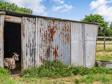 A goat standing at the entrance of a rusty metal shed in a grassy field at Warbrook in Bradworthy