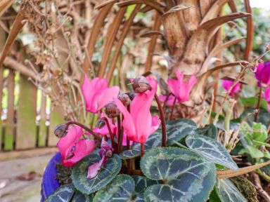 Pink flowers with green and white variegated leaves in a garden setting