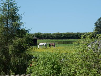 Two horses grazing in a fenced field with trees and a shed in the background at Mill Cottage in Hanley William near Tenbury Wells
