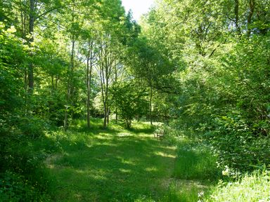 A grassy clearing with trees and shrubs and a wooden bench in a wooded area