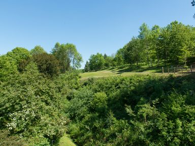 A landscape with dense green trees and bushes under a clear blue sky at Mill Cottage in Hanley William near Tenbury Wells