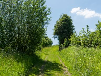 A grassy path lined with trees and shrubs under a blue sky at Stable Cottage in Hanley William near Tenbury Wells