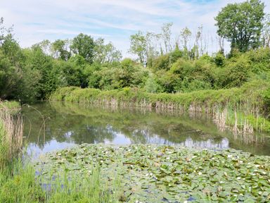 A pond with lilypads surrounded by trees at Dragonfly Lodge Whinburgh near Dereham