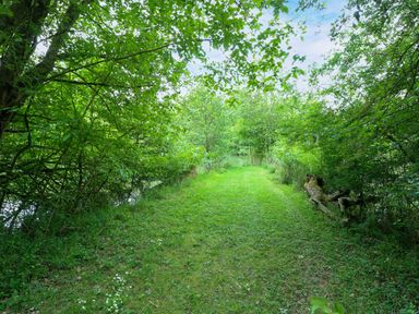 A pathway through greenery at Dragonfly Lodge Whinburgh near Dereham